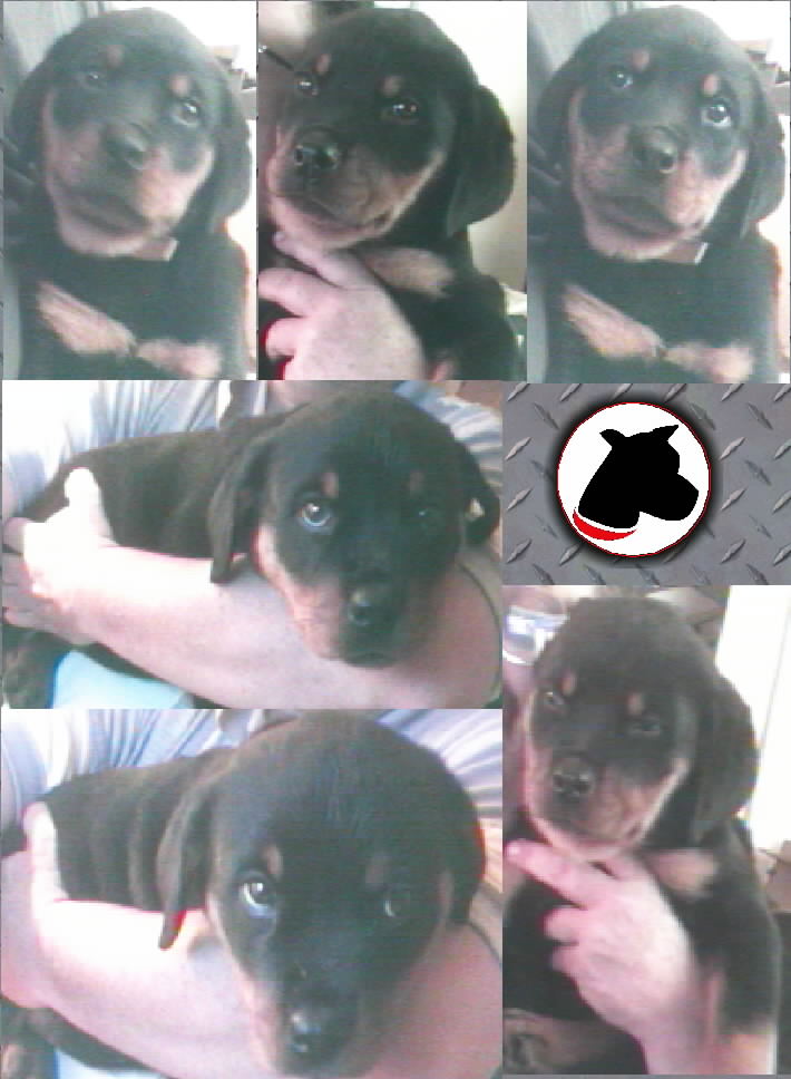 This is Karla right after I got her home. You can see it in her expressions that she isn't going to be taking anyone's "guff."